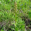 Habitusfoto Coeloglossum viride